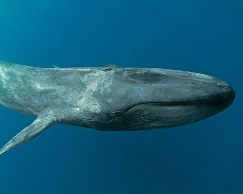 Blue whale