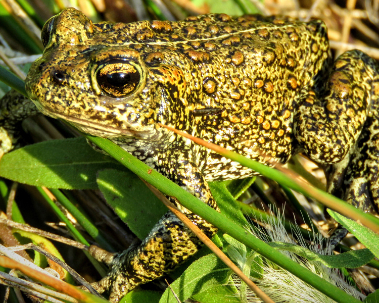 Dixie valley toad