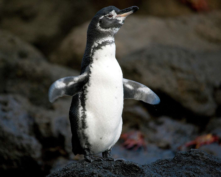 Galapagos penguin