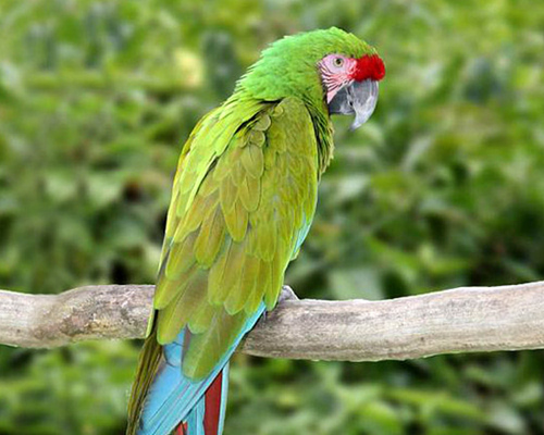 Great green macaw