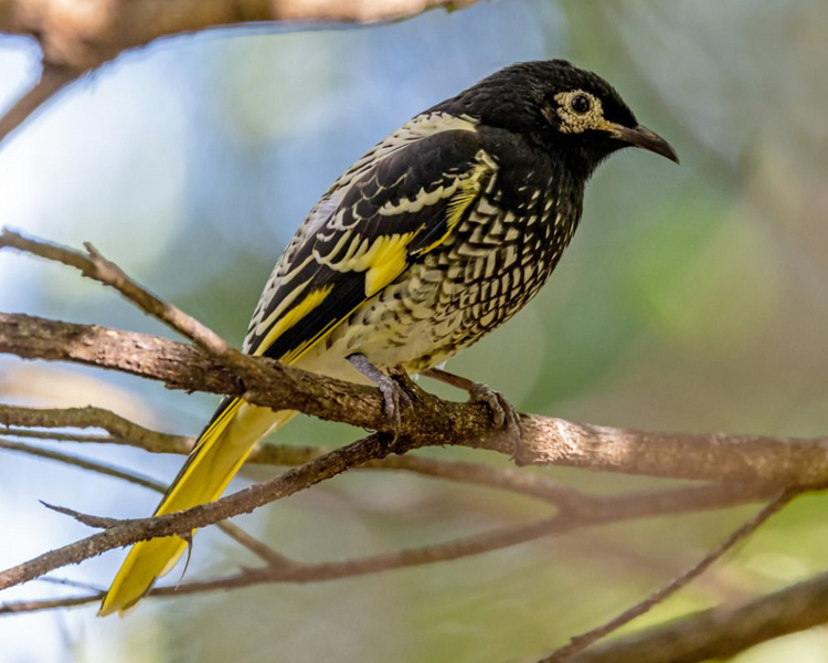 Regent honeyeater