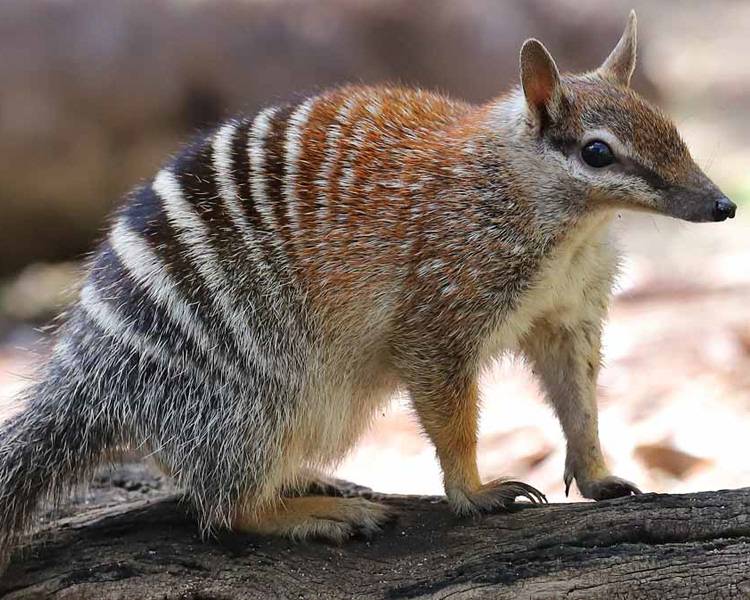 Numbat