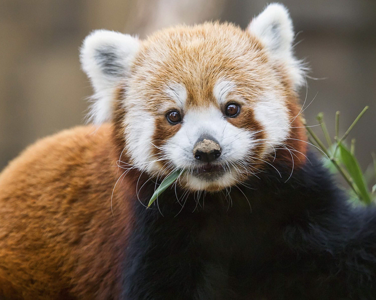 Red panda