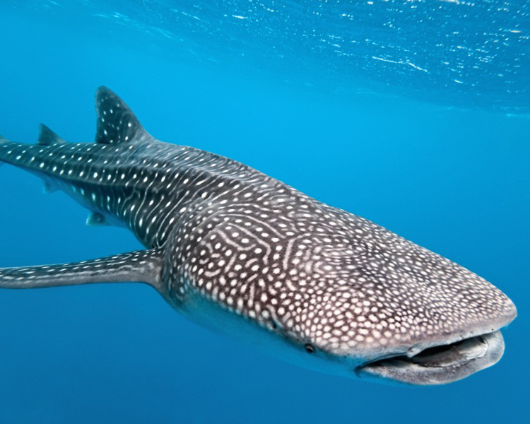 Whale shark