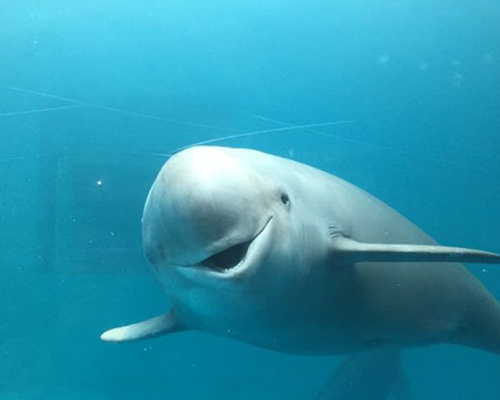 Yangtze finless porpoise